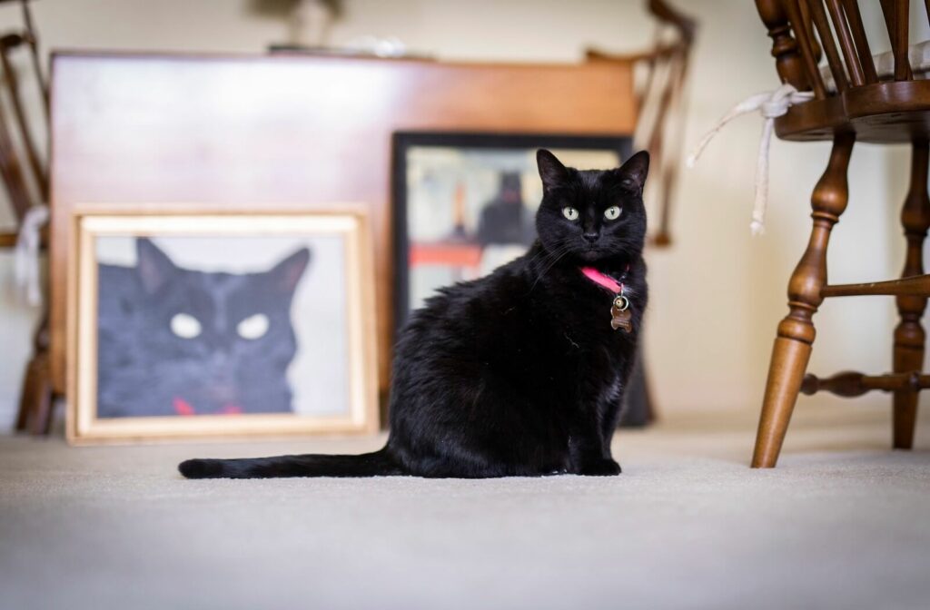 A black cat sitting on the floor with paintings of the cat in the background